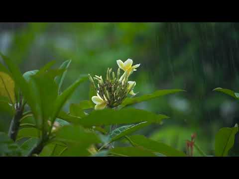 Onycs Edelweiss Meditation Music Relax Music(30 minutes).