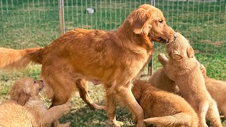 Mother Golden Retriever Reunited With Her Puppies