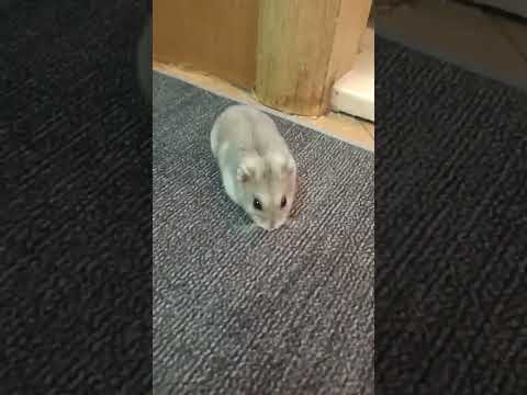 Fuzzy Fuzzy Cute Cute 🥰 #adorable #pets #shorts