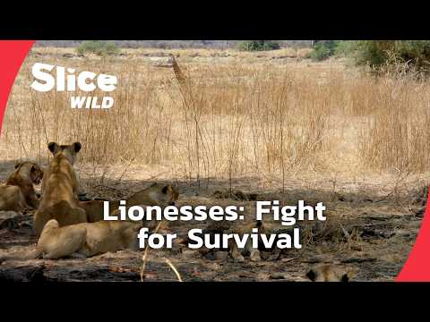 Lionesses: Battle for Survival in Tanzania | SLICE WILD | FULL DOC