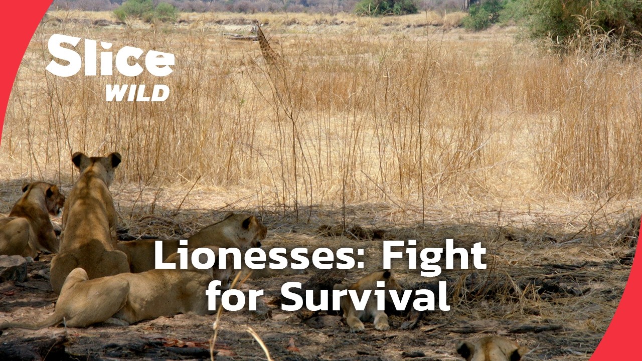 Lionesses: Battle for Survival in Tanzania | SLICE TRAVEL | FULL DOC