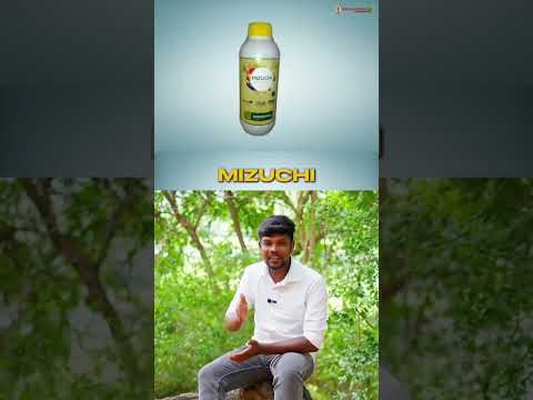 First Quality Cardamom Farming Tips 🌱 | High Yield Elachi Cultivation Guide in Tamil