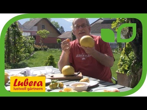 Die Pomelo Grapefruit