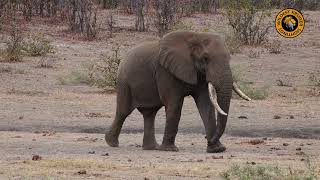 Elephant’s Solo Walk Through the Wild
