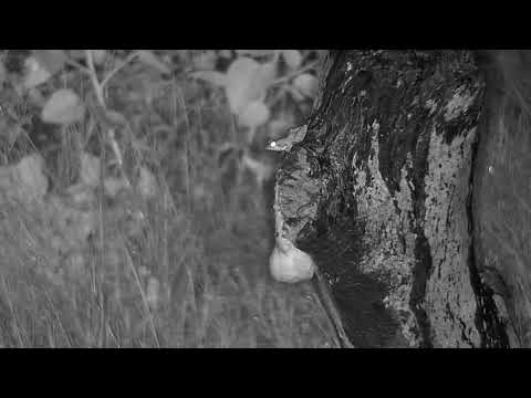 Djuma: Foam nest with Frog above it (no audio) - 01:30 - 02/14/21