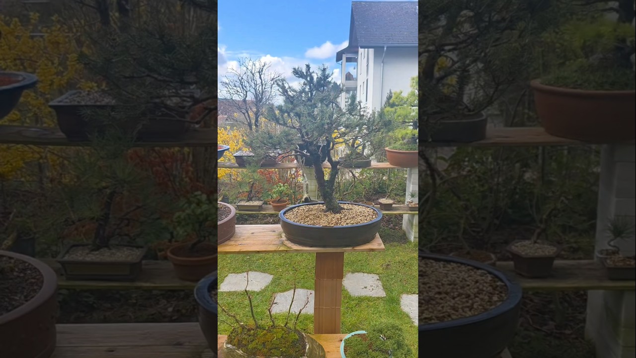 Rectangle or oval?🌲#bonsai #fyp #diy #garden #channel