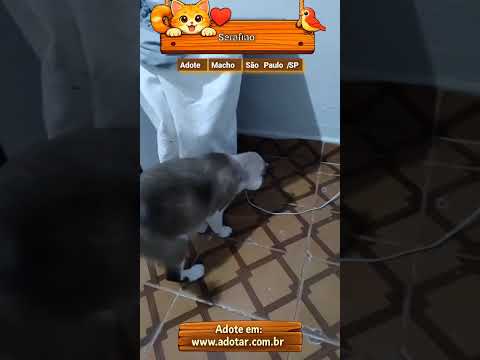 Vídeo de Serafino