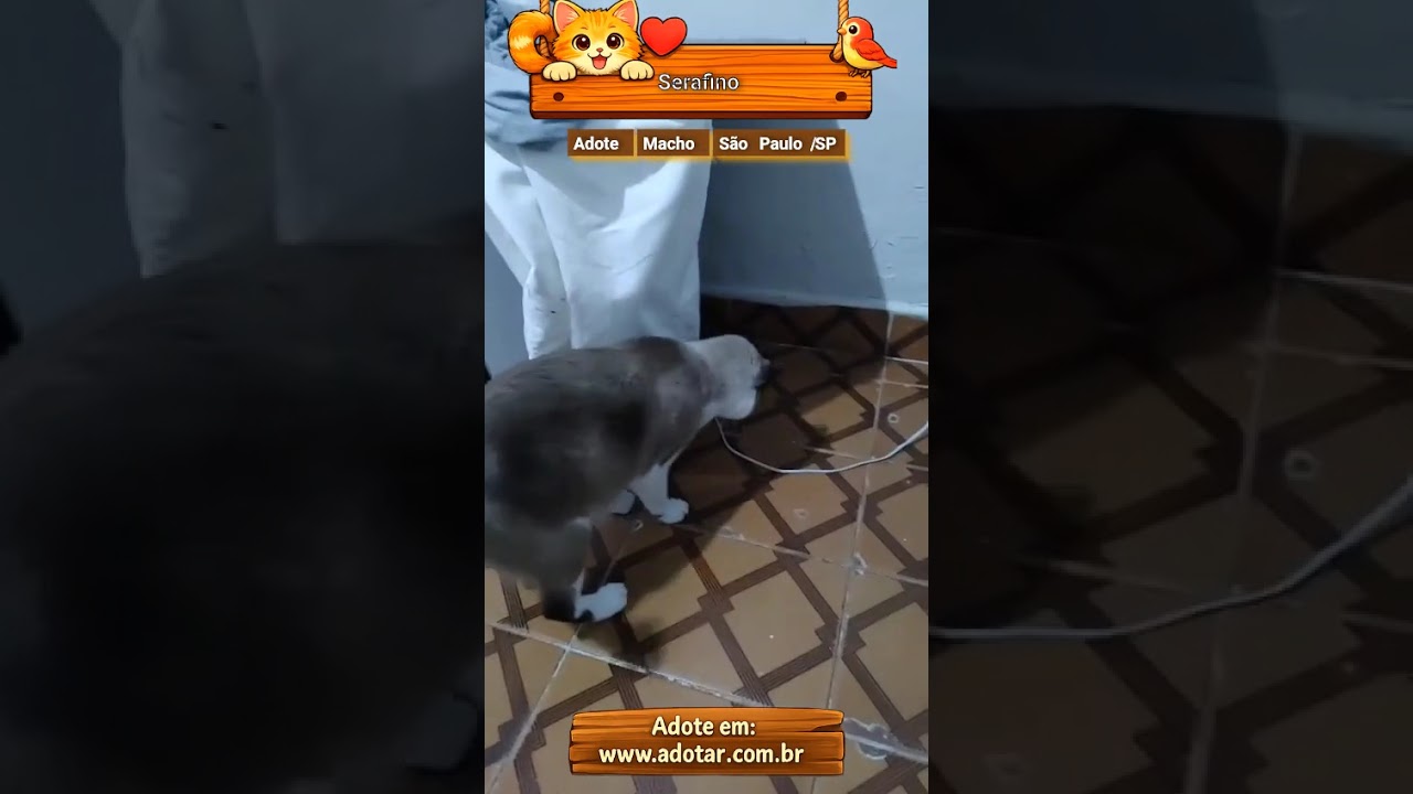 Gato raça SRD-ViraLata idade 4 anos nome Serafino