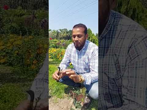 রোজ ক্লেফট গ্রাফটিং