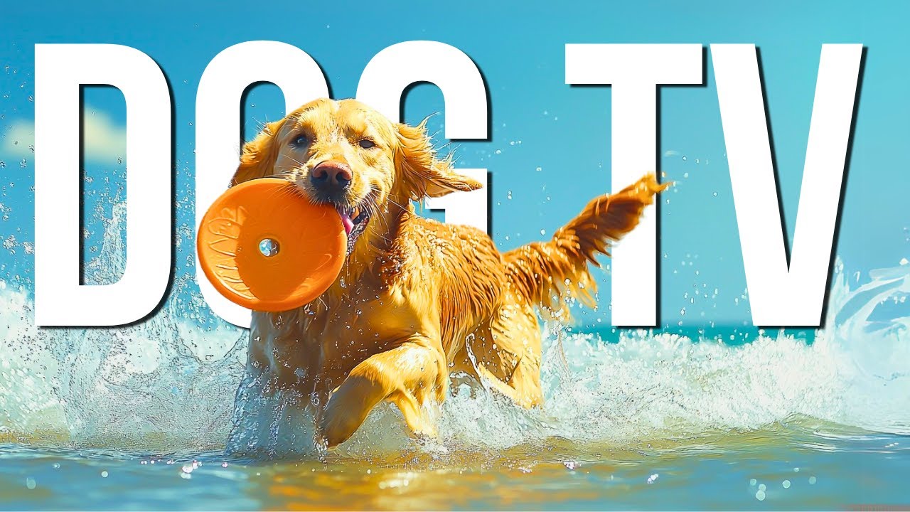 DOG TV: Best Videos to Entertain and Calm - Anti-Anxiety When Home Alone - Relaxing Music for Dogs