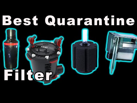 The Best Aquarium Filter for Your Quarantine Fish Tank!