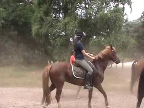 RESPECT ponyclub Van Halmaelen-Broechem