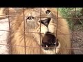 Big Cat Talk Roar Purr Meow