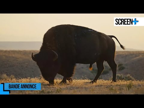 La grande prairie, le pacte du bison | bande annonce | France 5