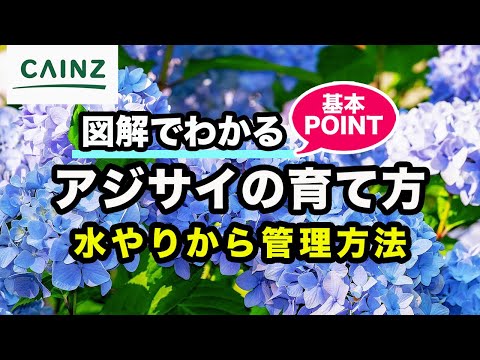 アジサイの美しい開花を保証するものは何ですか？関連する剪定、優先肥料、または雨からの保護?  庭園