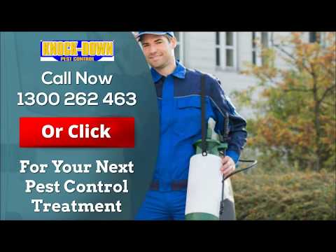 Knockdown Pest Control | 1300 262 463 | Pest Control Sydney