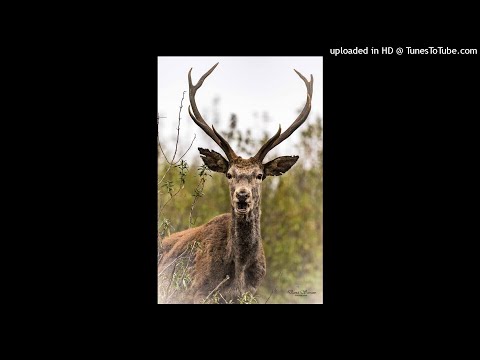 Harry Nach, Polimá Westcoast - Denssy (Audio Oficial) (320 kbps)