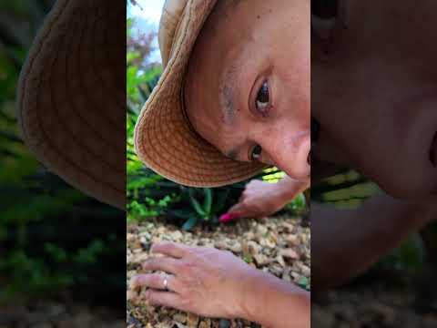 アメリカリュウゼツラン、リュウゼツラン アメリカーナ