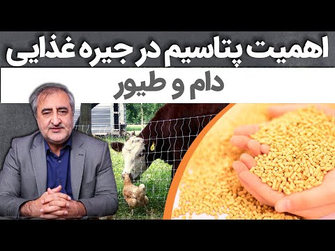 اهمیت پتاسیم در جیره غذایی دام و طیور The Importance of Potassium in the Diet of Livestock