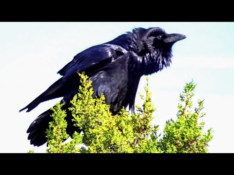 Giant Raven