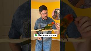Sun Conure can come out of the cage! I’ll check motivation and begin training