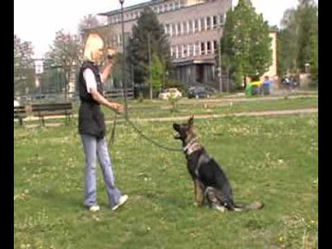 Zygery Vikar - 10 months obedience