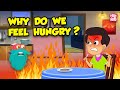 Why Do We Feel Hungry What Happens In Your Body When You Re Hungry Ghrelin Hormone Dr Binocs