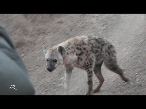 Curious hyena