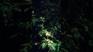 ASMR Natureza - O Som da CHUVA !!! ⁠#shorts #somdechuva #natureza #chuvaparadormir  #ASMR