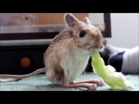 Tarbík velký a salát / Jaculus orientalis eating