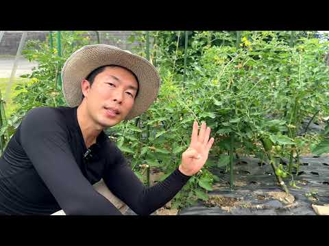 トマトのコーヒー粉の量はどれくらいですか?収穫量を向上させる最適な肥料  庭園