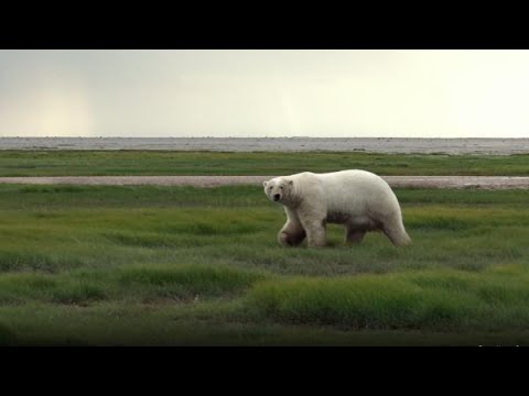 Angry Planet | Polar Bear's in Peril | Season 1 Episode 10 | Full Episode