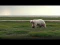 Angry Planet Polar Bear S In Peril Season 1 Episode 10 Full Episode