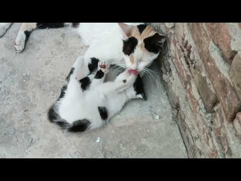 Funny CAT Video Naughty Kitten....