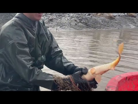 Hunting fish with bare hands in a receding river.