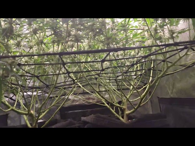 Judge.me YouTube video placeholder