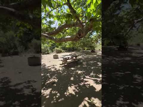 full video of site - you are almost fully shaded by the most beautiful sycamore tree and have a very large site. we fit 3 tents with room for more
