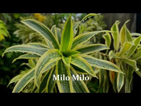 Milo Milo Tasya Mardisa || Musik Kizomba Timor Leste