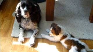 preview picture of video 'Calmingsignals Spaniel and Kooikerhondje puppy'
