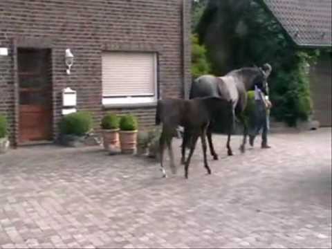 Hengstfohlen von Vitalis x Danny De Vito