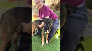 Video preview image #1 German Shepherd Dog Puppy For Sale in Pasadena, CA, USA
