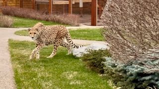 Герда в засаде на свой ужин