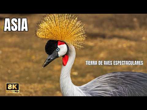 ASIA: Las AVES Más ESPECTACULARES Del Planeta | Documental Episodio 1