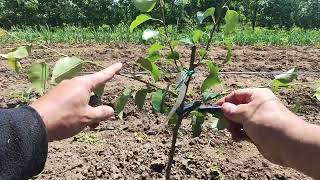 Palisarea șarpantelor cu clești de rufe 🍐🍐