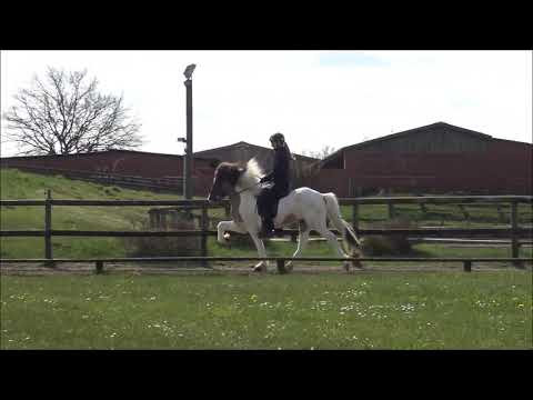 FIZO Kronshof - 01.05.2021 - Impressionen 2. Durchgang Reiteigenschaften