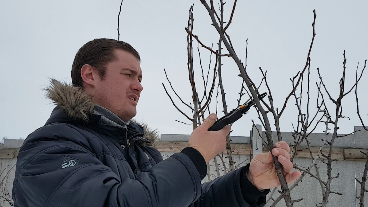 Груша осенняя Бере московская