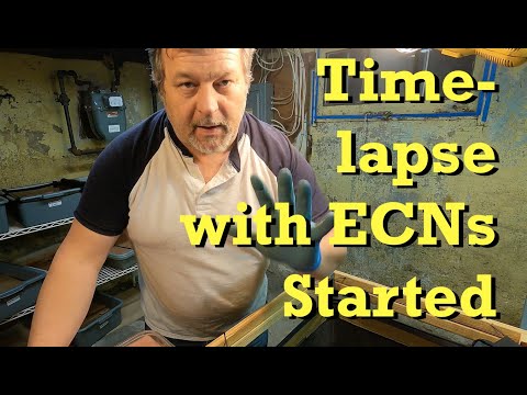 New time-lapse started with European nightcrawlers - worm farm vermicomposting