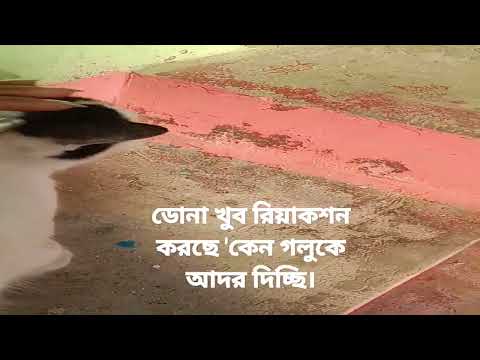 Dona feel jealous #dogslife#dogslovers#