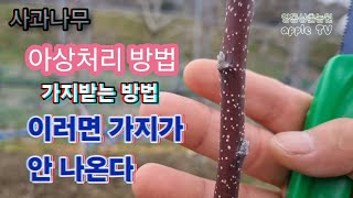 사과나무 아상처리 해도 가지가 안 나오는 경우는 이런 이유 때문이다