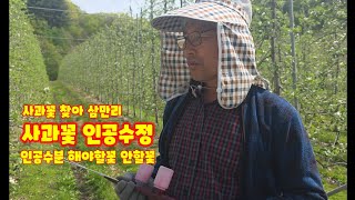 사과꽃 인공수정 하는시간 어떤꽃에 수분을 해야 할까요 가을농원  